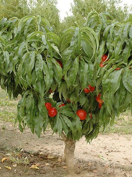 Nectarinier nain 'Rubis Necta Zee'