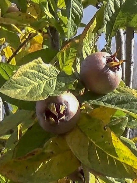 Néflier d'Allemagne