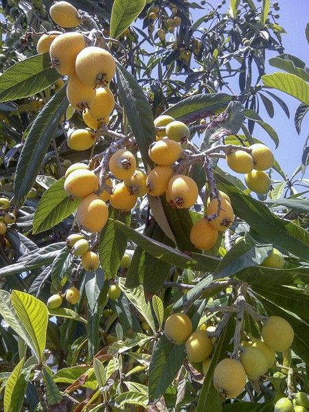 Néflier du Japon, bibacier