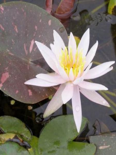 Nénuphar 'Arc-en-ciel'