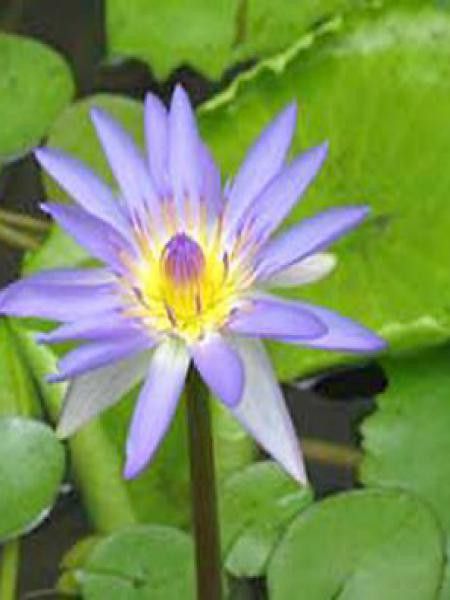 Nénuphar bleu du Cap 'King of the Blues'