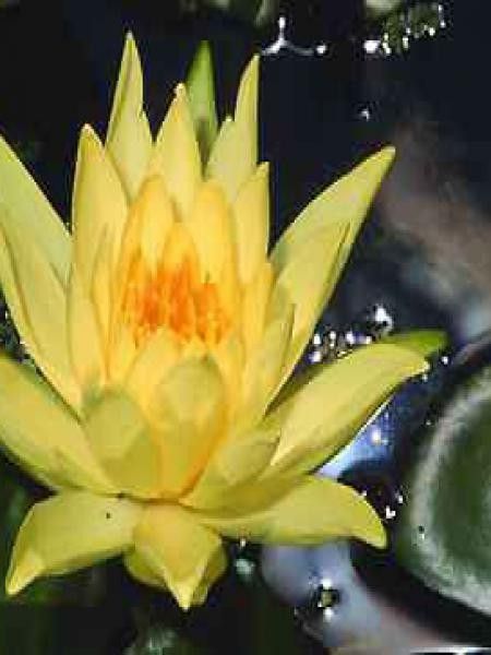 Nénuphar 'Colonel A.J. Welch'