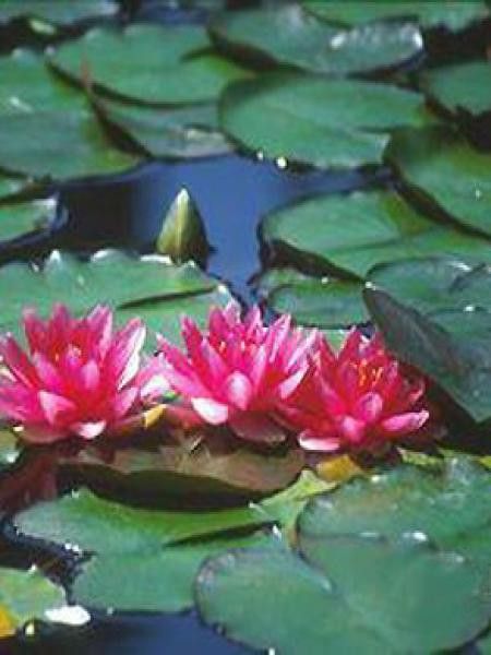 Nénuphar 'Conqueror'