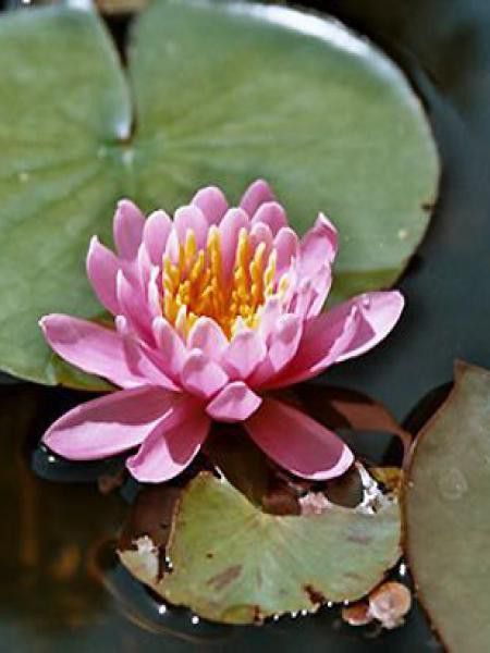 Nénuphar 'Firecrest'