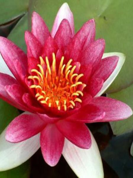 Nénuphar 'James Brydon'