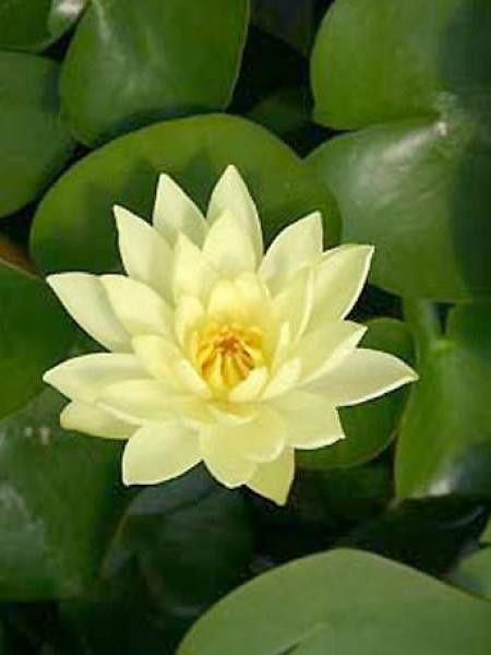 Nénuphar 'Joe Tomocik'