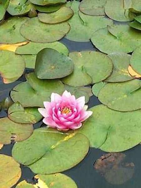 Nénuphar 'Madame Wilfron Gonnère'