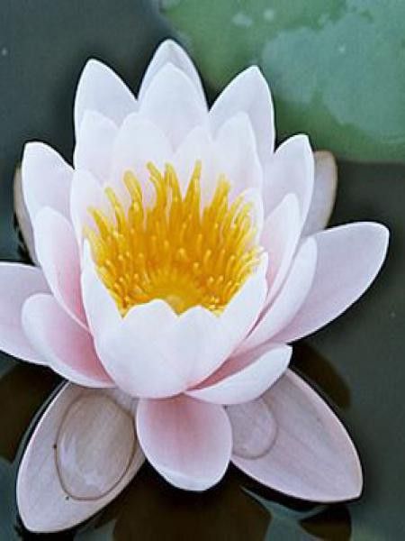 Nénuphar 'Marliacea Rosea'