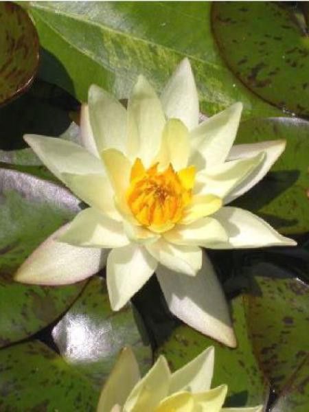 Nénuphar nain 'Helvola'