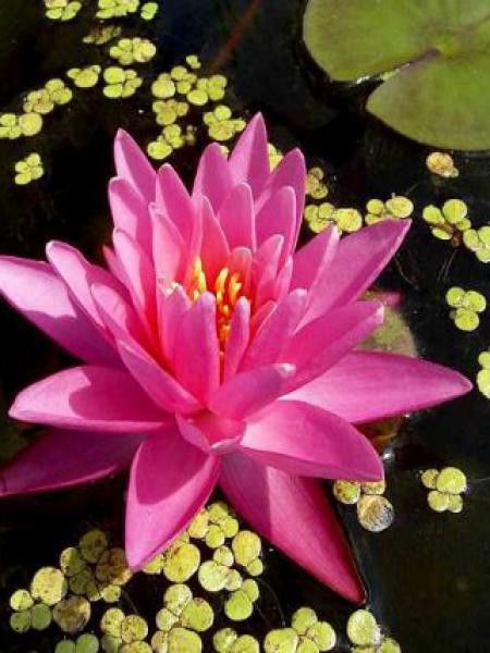 Nénuphar nain 'Rubra'