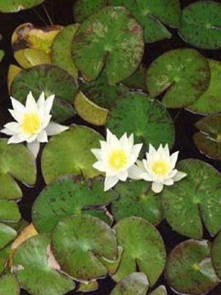 Nénuphar nain