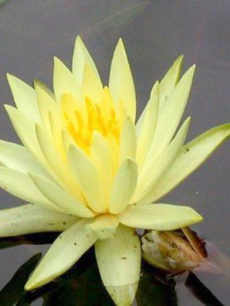 Nénuphar odorant 'Sulphurea'