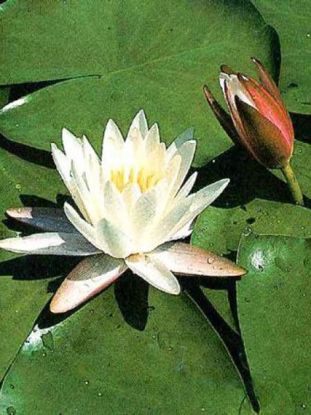 Nénuphar odorant