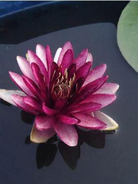 Nénuphar 'Perry almost Black'