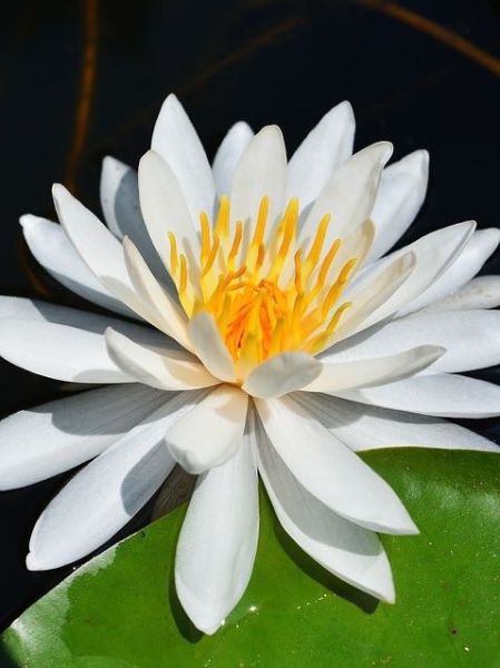 Nénuphar 'Richardsonii'