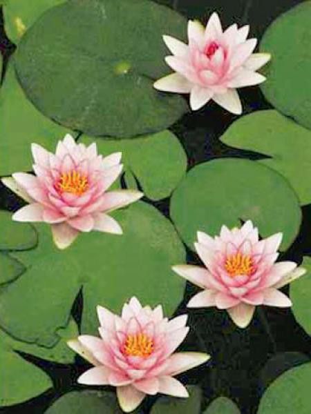 Nénuphar 'Rosennymphe'