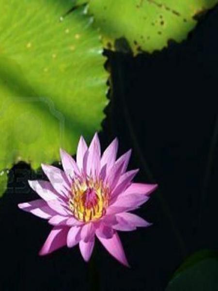 Nénuphar 'Tropical pink'