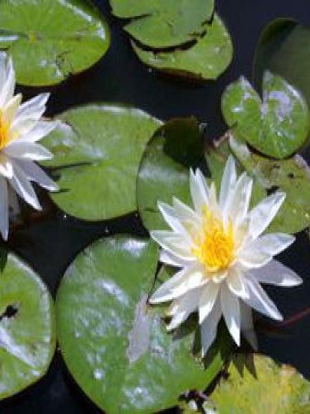 Nénuphar 'Virginalis'