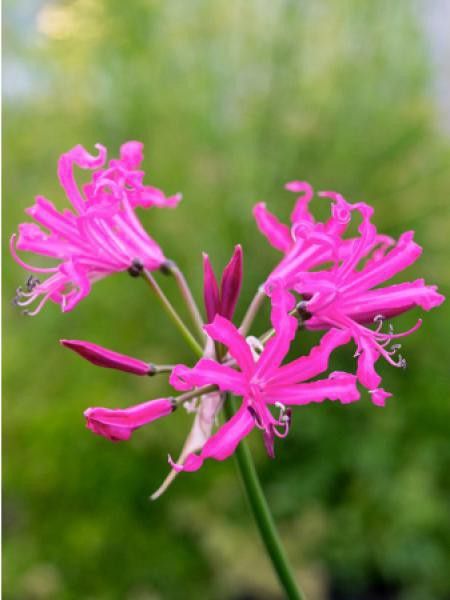 Nerine bowdenii 'Isabel'
