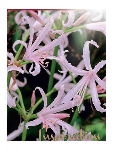 Nerine bowdenii 'Nikita'
