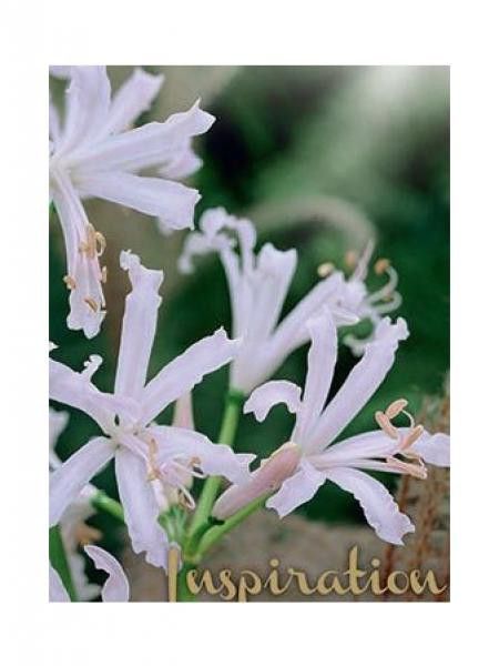 Nerine bowdenii 'Stephani'
