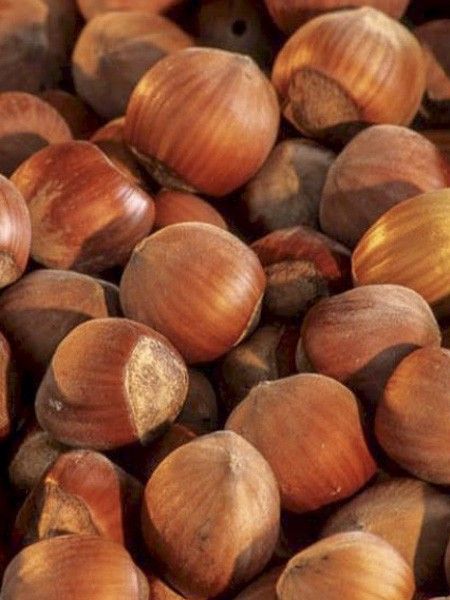 Noisetier commun 'Fertile de Coutard'