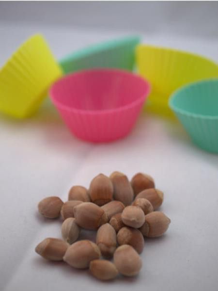 Noisetier commun 'Longue d'Espagne'