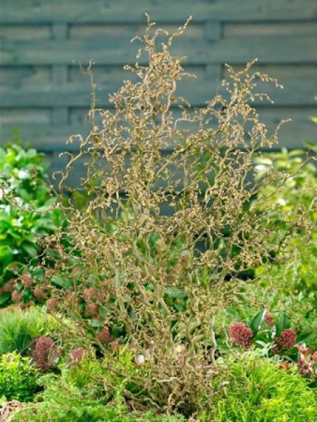 Noisetier commun 'Twister'