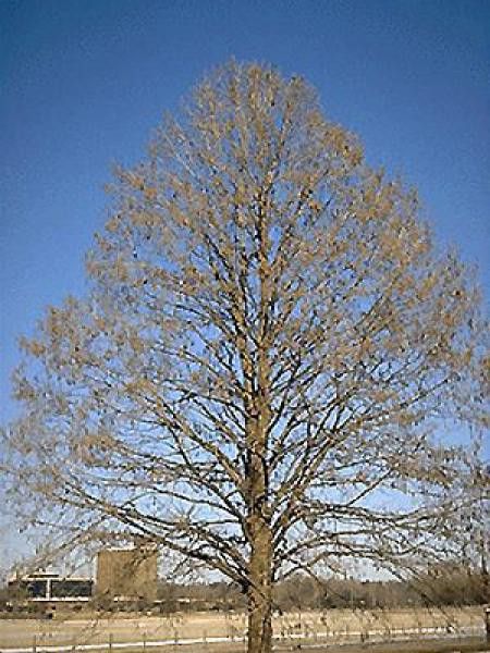 Noisetier de Byzance