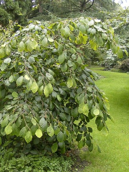 Noisetier de sorcière pleureur