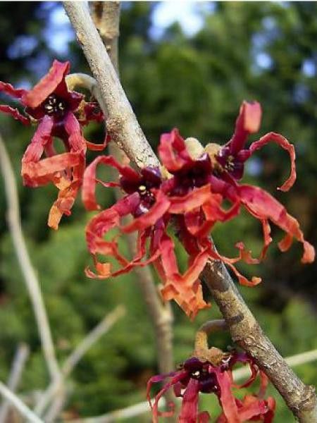 Noisetier de sorcière 'Ruby Glow'