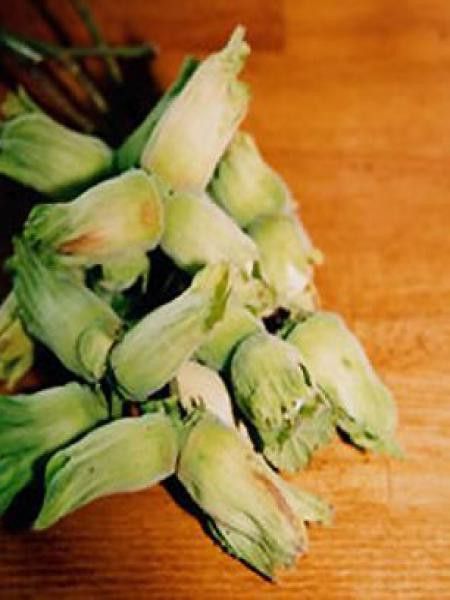 Noisetier 'Webb's Prize Cobb'