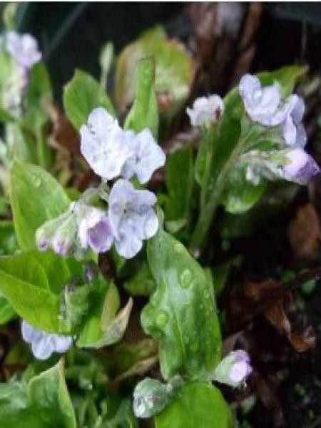 Nombril de Vénus 'Lilac Mist'®