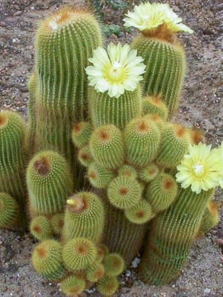 Notocactus leninghausii