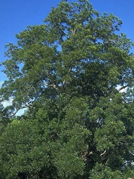 Noyer commun 'Buccaneer'