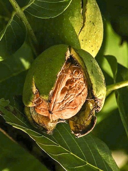 Noyer commun 'Corne'