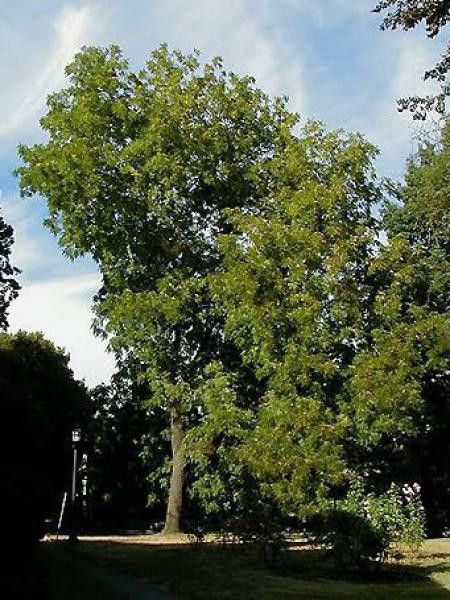 Noyer noir d'Amérique