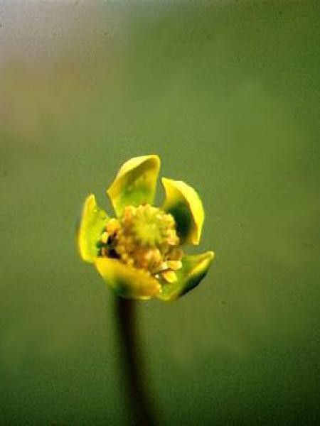 Nuphar pumila 'Variegata'