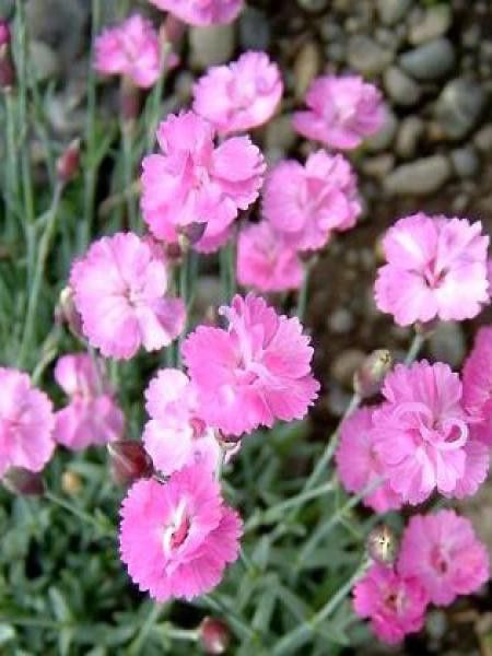 Œeillet bleuâtre, œillet de Grenoble 'Pink Jewel'