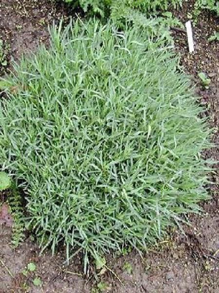 Œeillet bleuâtre, œillet de Grenoble