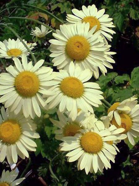 Œil de Bœuf, Camomille des teinturiers 'Wargrave Variety'