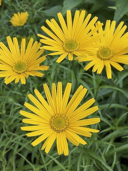 Oeil de boeuf jaune 'Dora'