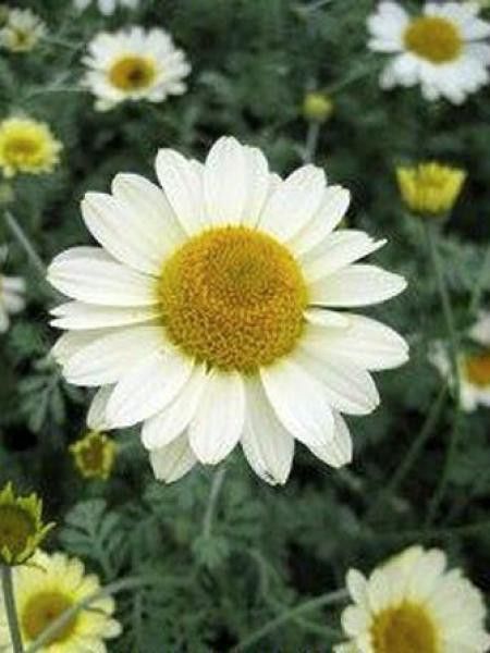 Œil de Bœuf 'Susanna Mitchell'