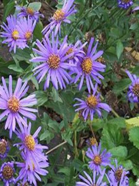 Oeil de Christ 'Blue King'