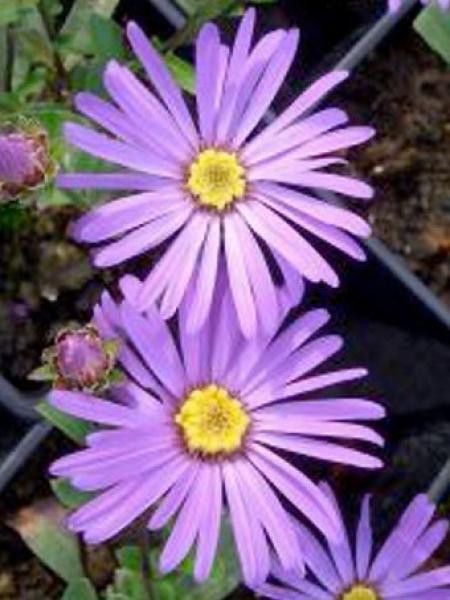 Oeil de Christ 'Butzeman'