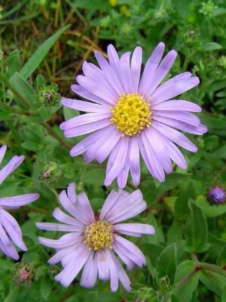 Oeil de Christ 'Dr Otto Petschek'