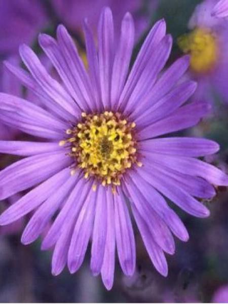 Oeil de Christ 'Rudolph Goethe'