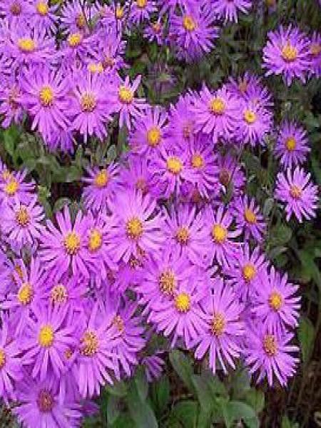 Oeil de Christ 'Sonia'