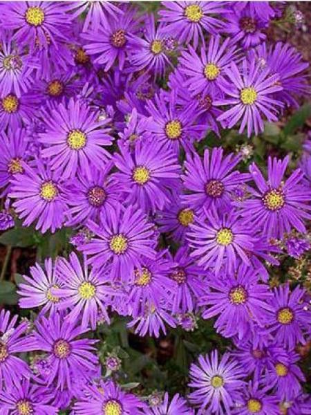 Oeil de Christ 'Violet Queen'