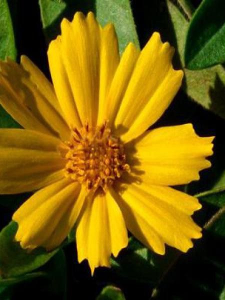 Oeil de jeune fille 'Goldtaler'